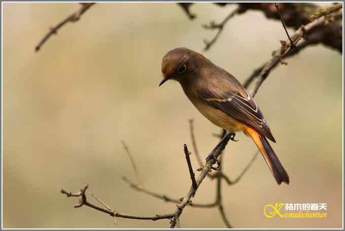 蓝额红尾鸲MM【照片】