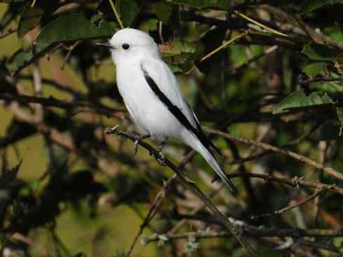 极品红色鸟类:朱红霸鶲 极品红色鸟类:朱红霸鶲