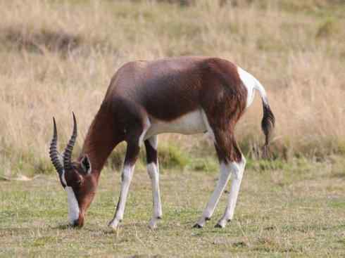 麒麟：传说的兽原型探秘（狷羚）