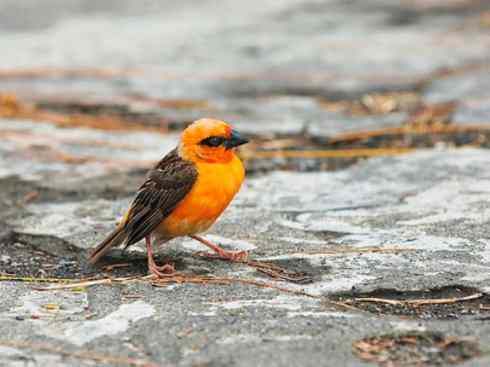 极品红色鸟类:红艳织雀 极品红色鸟类:红艳织雀