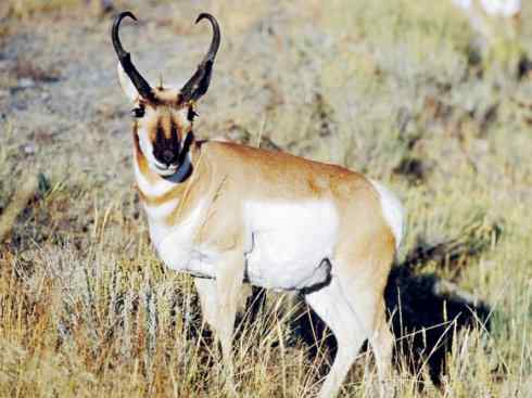 麒麟：传说的兽原型探秘（叉角羚）