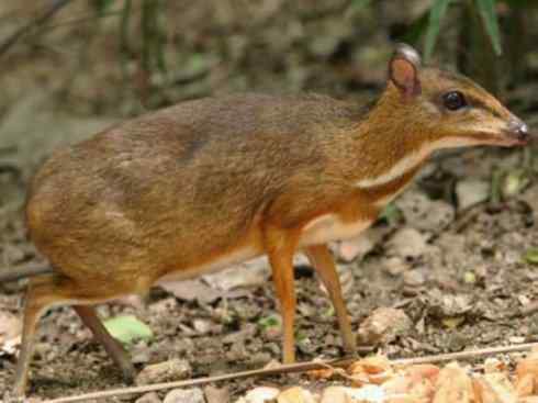 麒麟：传说的兽原型探秘（长颈鹿）