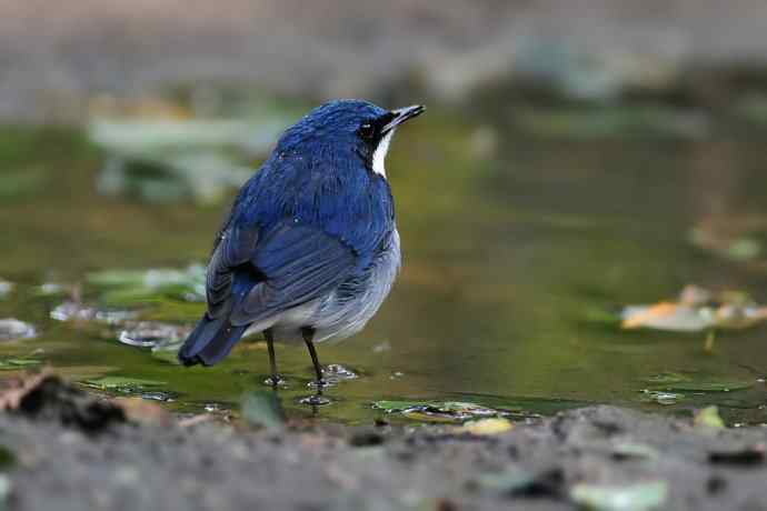 【综合】蓝歌邀宠 五喉闹秋