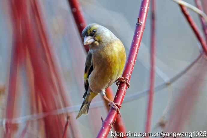 金翅雀(4) 金翅雀(4)