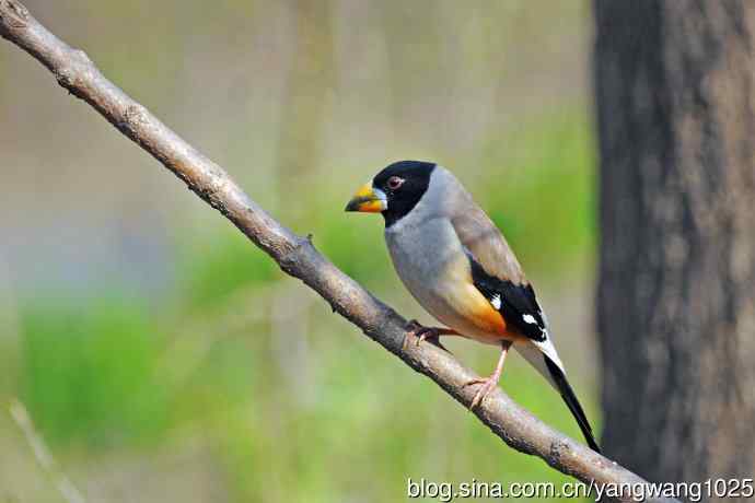 雄性黑尾蜡嘴雀（1）