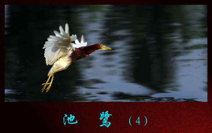 北京将府公园的鸟类——池鹭（4）