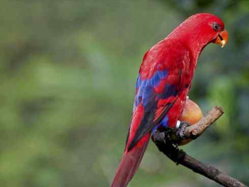 极品红色鸟类：红色吸蜜鹦鹉