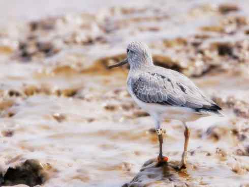 猎奇：奇特的鸟喙之五