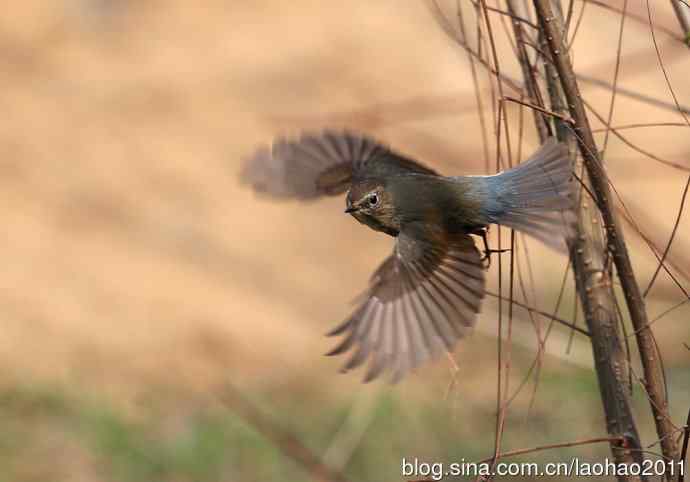 赤颈鸫和红胁蓝尾鸲