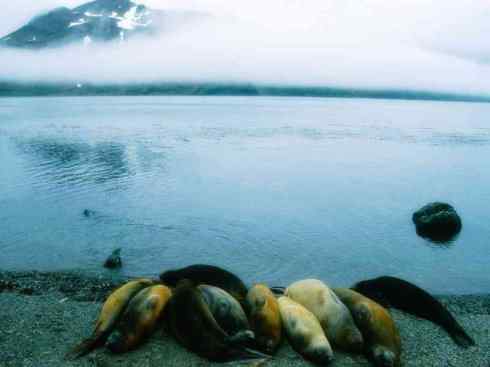 自然奇观:动物大迁徙(沙丁鱼) 自然奇观:动物大迁徙(沙丁鱼)