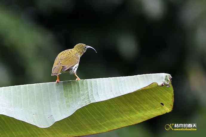 记录鈥溛票巢吨肽疋