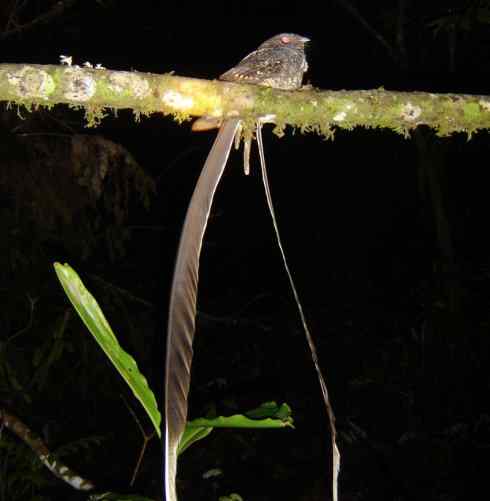猎奇：长尾鸟雀（咬鹃和寿带鸟）
