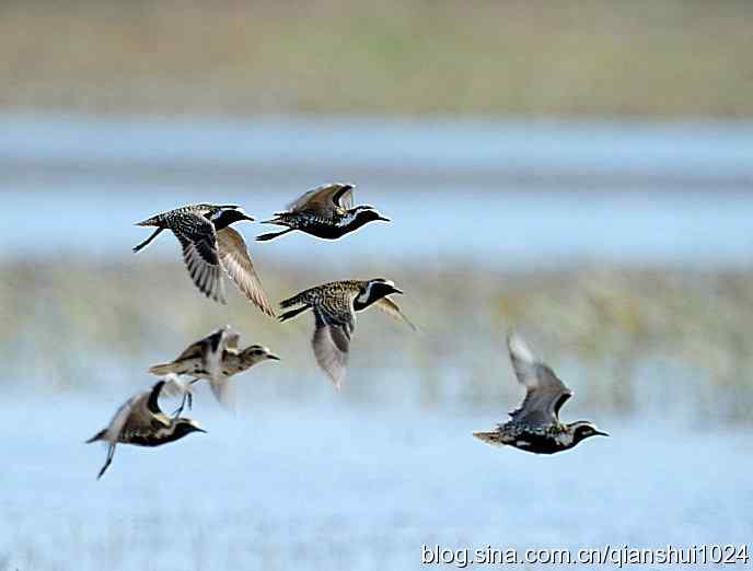 清仓晒鸟儿 清仓晒鸟儿