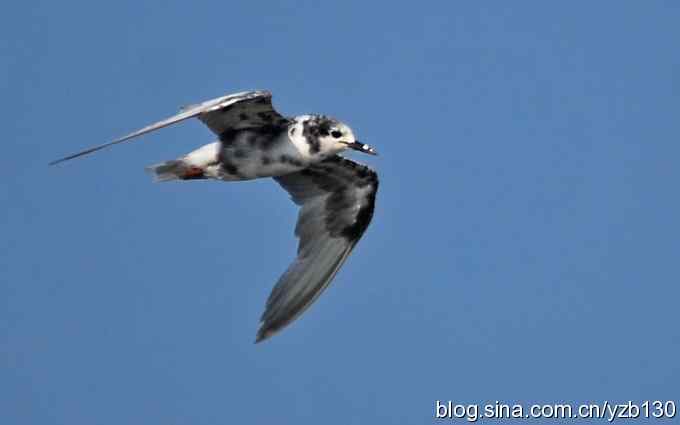 打到一只杓鹬,高兴ing鈥︹Γㄗ橥迹 打到一只杓鹬,高兴ing鈥︹Γㄗ橥迹
