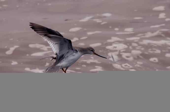翘嘴鹬飞经小洋口（组图，10张图片）