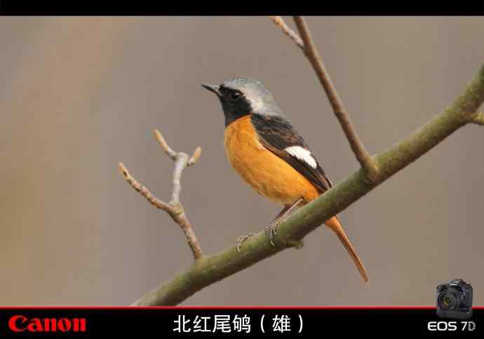 北红尾鸲和红胁蓝尾鸲---无锡冬天最常见的两种鸲