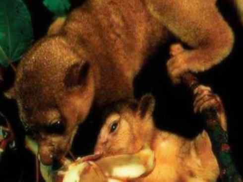 十大喜食蜂蜜动物：蜜熊