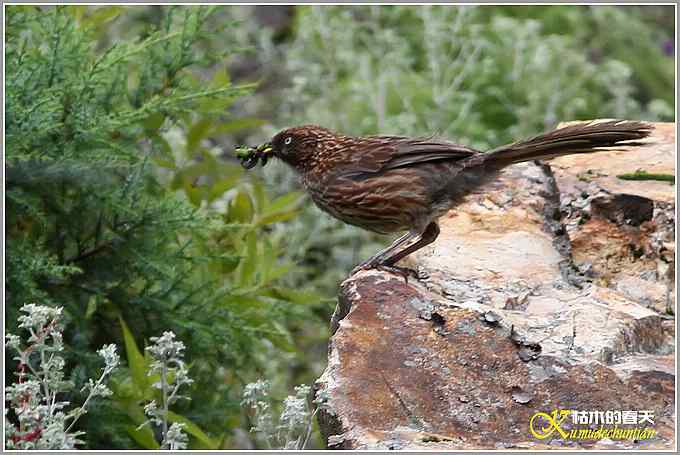 记录高原山鹑&bull;矛纹草鹛&bull;栗腹矶鸫【照片】
