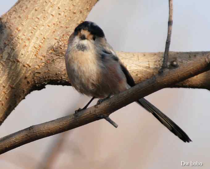 乖巧玲珑滴银喉长尾山雀