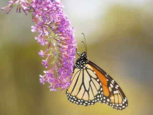 自然奇观：动物大迁徙(帝王蝶）
