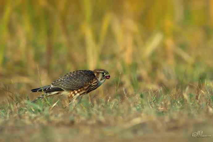 【野鸭湖的鸟】灰背隼 【野鸭湖的鸟】灰背隼