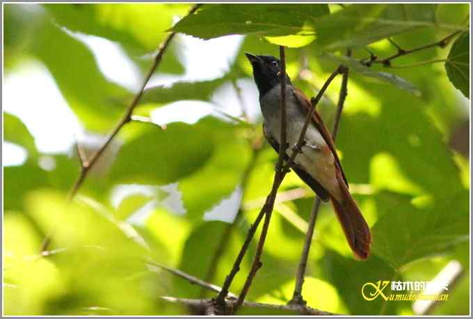 苦苦追寻鈥準俅澞瘛菊掌 苦苦追寻鈥準俅澞瘛菊掌