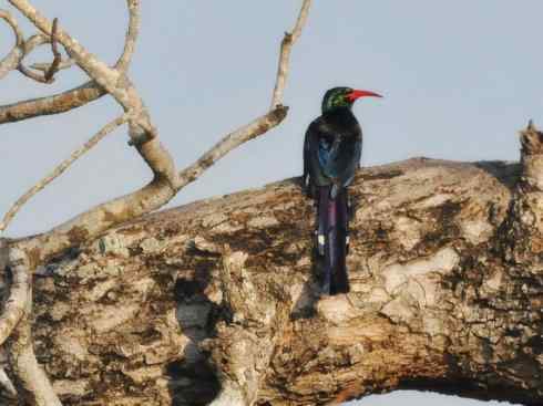 绝色攀禽:戴胜与林戴胜 绝色攀禽:戴胜与林戴胜