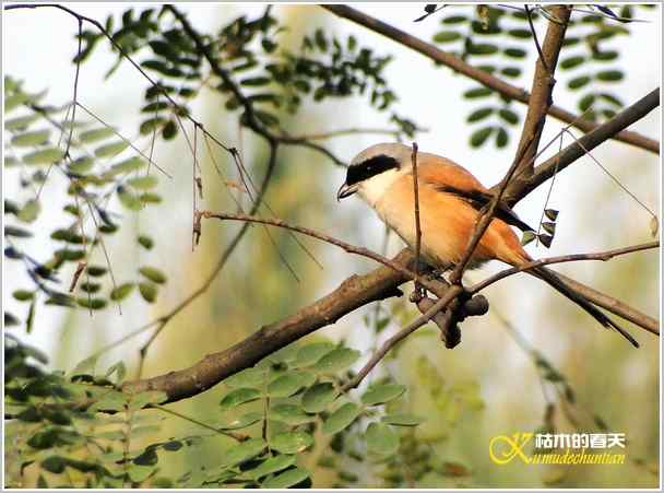 鈥湸蚰疋澦嫦搿菊掌 鈥湸蚰疋澦嫦搿菊掌