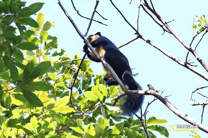 云南拍鸟的几张记录片