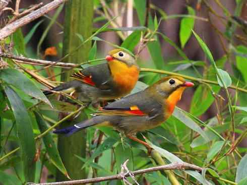 美丽无罪：雀鸟之绿鹛