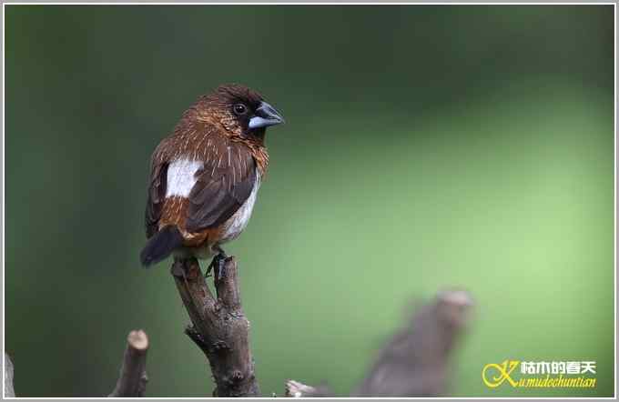 白腰文鸟一组【照片】