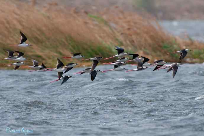 沙河生态版黑翅长脚鹬