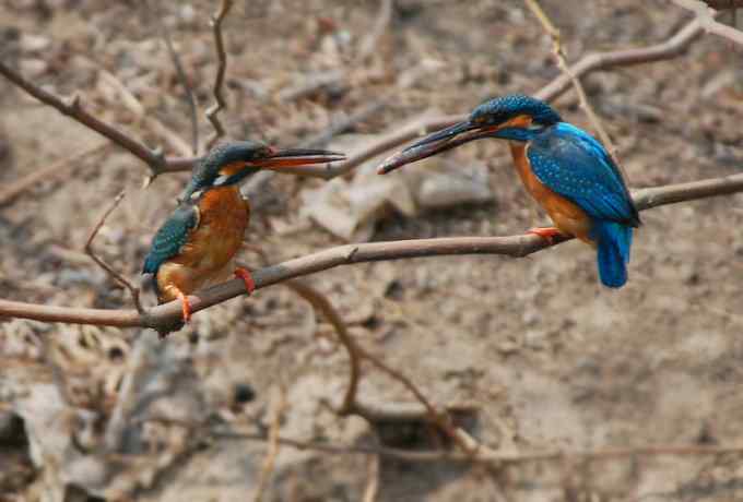 小翠儿的幸福生活