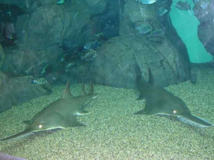 鱼类活化石：锯鳐