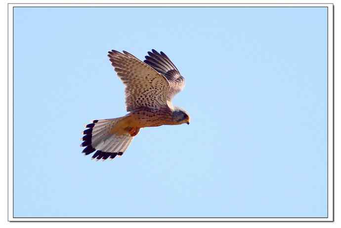 【鹰击长空--红隼雄姿】