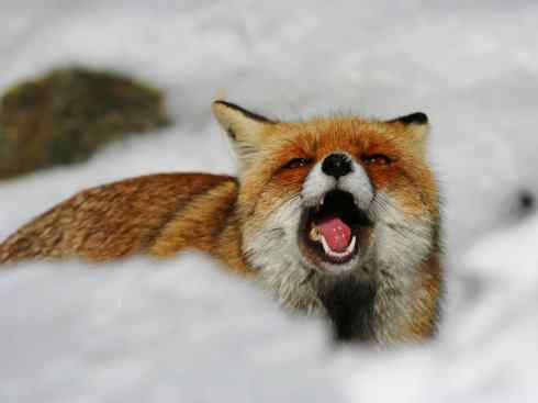 犬科：狐亚科狐属