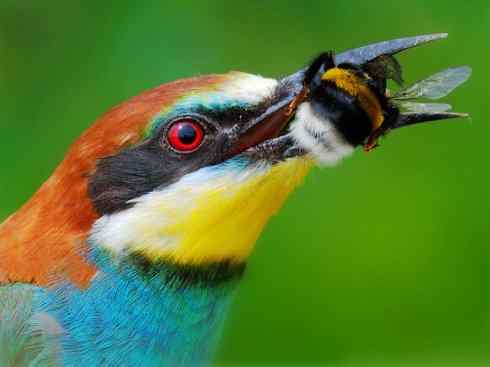 绝色攀禽：佛法僧目之蜂虎3