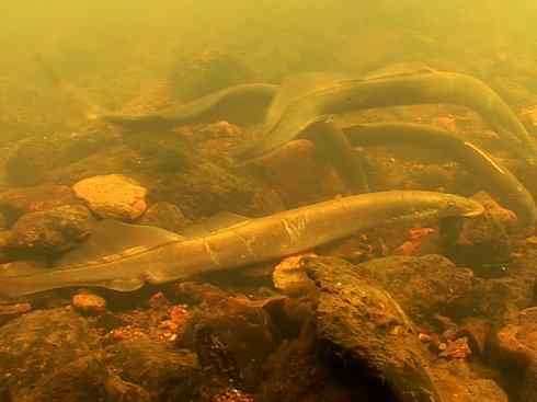 鱼类活化石：七鳃鳗