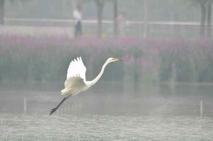 奥林匹克公园白鹭飞 wbr1