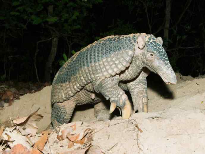 犬科：犬亚科小耳犬属的小耳犬