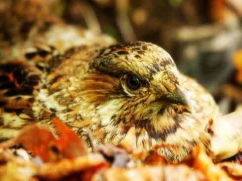 家禽驯化之源之十 家禽驯化之源之十