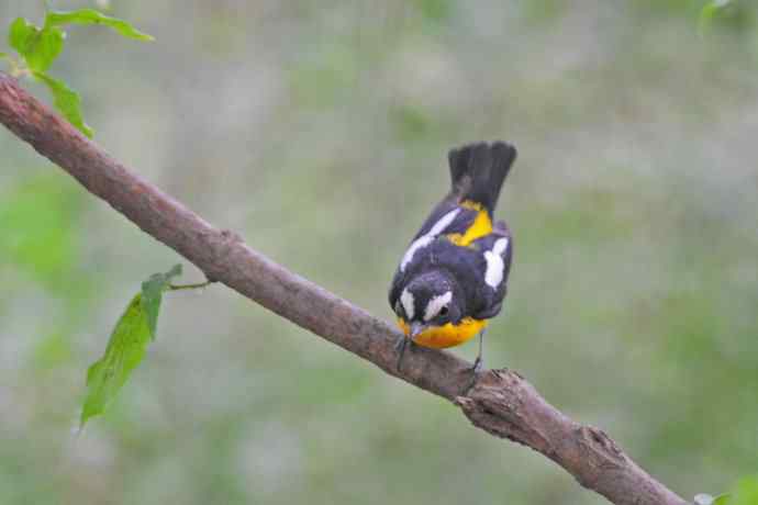 雄性白眉姬鹟（15）