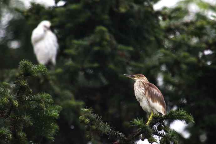 摄鸟拾趣（九） 池鹭