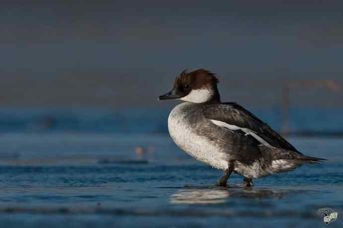 颐和园的白秋沙鸭