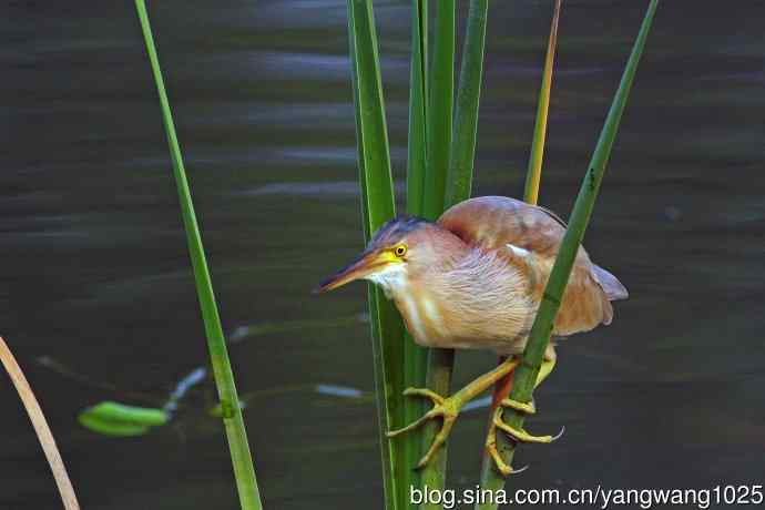 北京将府公园的鸟类——黄苇鳽专心致志