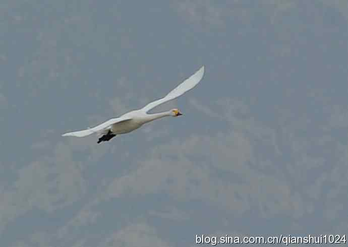 空中盘旋.赤麻鸭白天鹅(官厅水库)