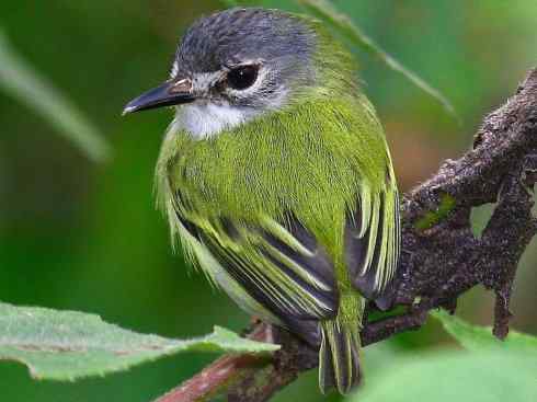 极品红色鸟类:朱红霸鶲 极品红色鸟类:朱红霸鶲
