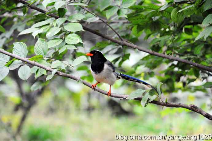 红嘴蓝鹊（4）