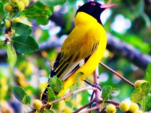 美丽无罪:雀鸟之朱鹂 美丽无罪:雀鸟之朱鹂