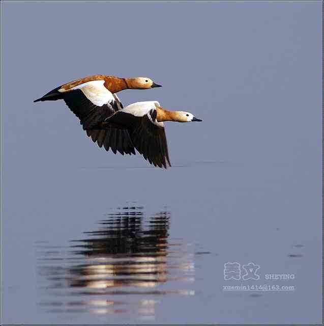 四川西昌鸟类摄影——赤麻鸭